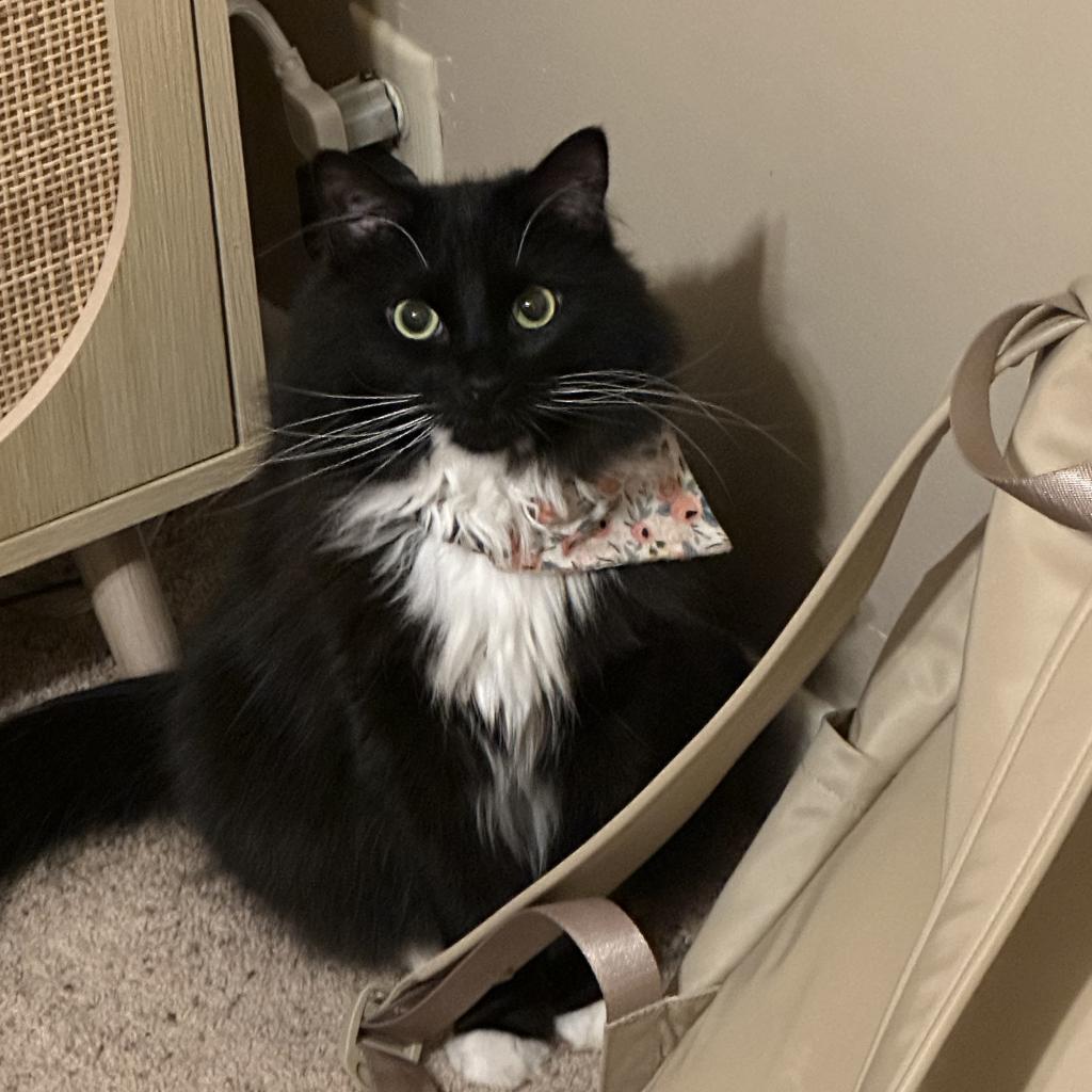 adoptable Cat in SLC, UT named Pretty Polly