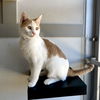 adoptable Cat in SLC, UT named Terk