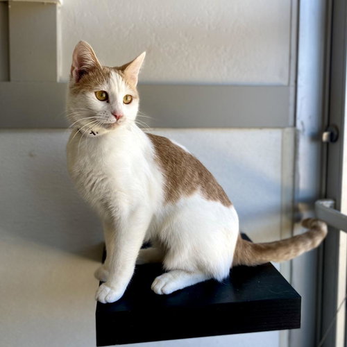 Terk, Adult Domestic Short Hair, cat for adoption in Orem, Utah