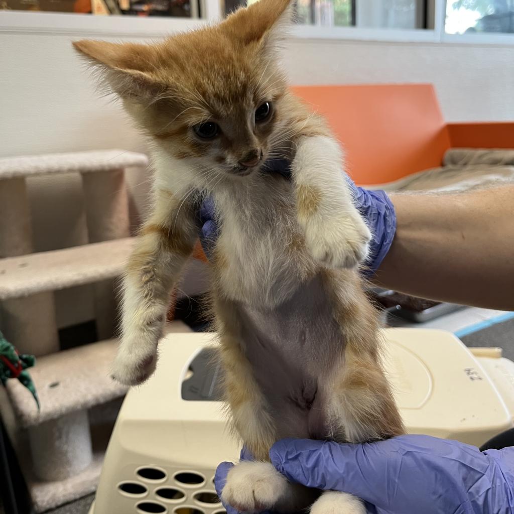 adoptable Cat in SLC, UT named Kirby