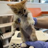adoptable Cat in SLC, UT named Kirby