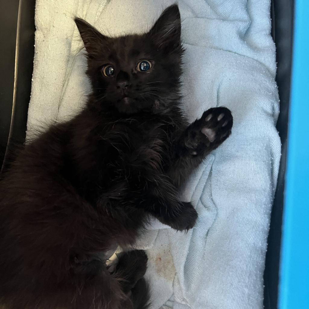 adoptable Cat in SLC, UT named Penny Lane