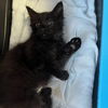 adoptable Cat in  named Penny Lane