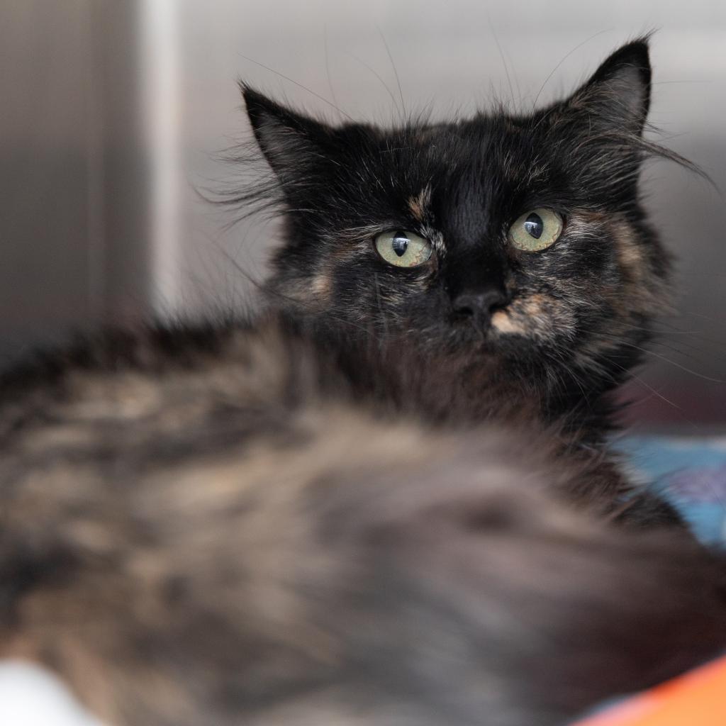 Cats for Adoption in Woodland Hills, Utah Alpha Paw
