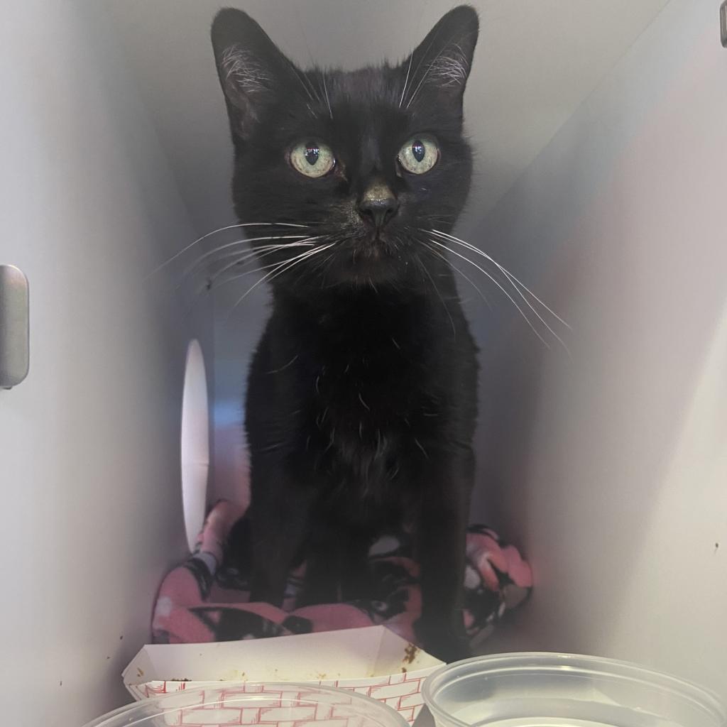 Suzanne - Domestic Short Hair