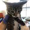 adoptable Cat in slc, UT named Tina Belcher