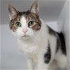 adoptable Cat in slc, UT named Zhara