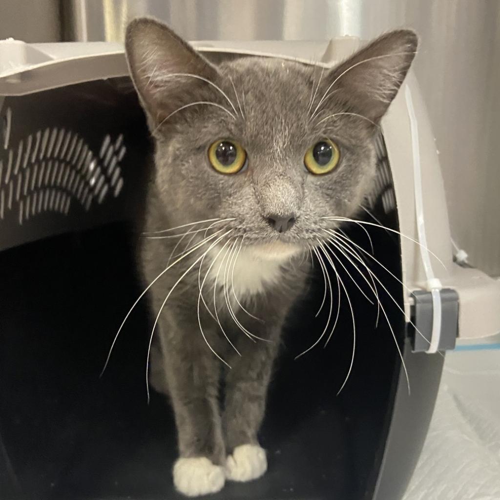 Cats for Adoption in Genola, Utah Alpha Paw