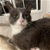 adoptable Cat in slc, UT named Cornucopia