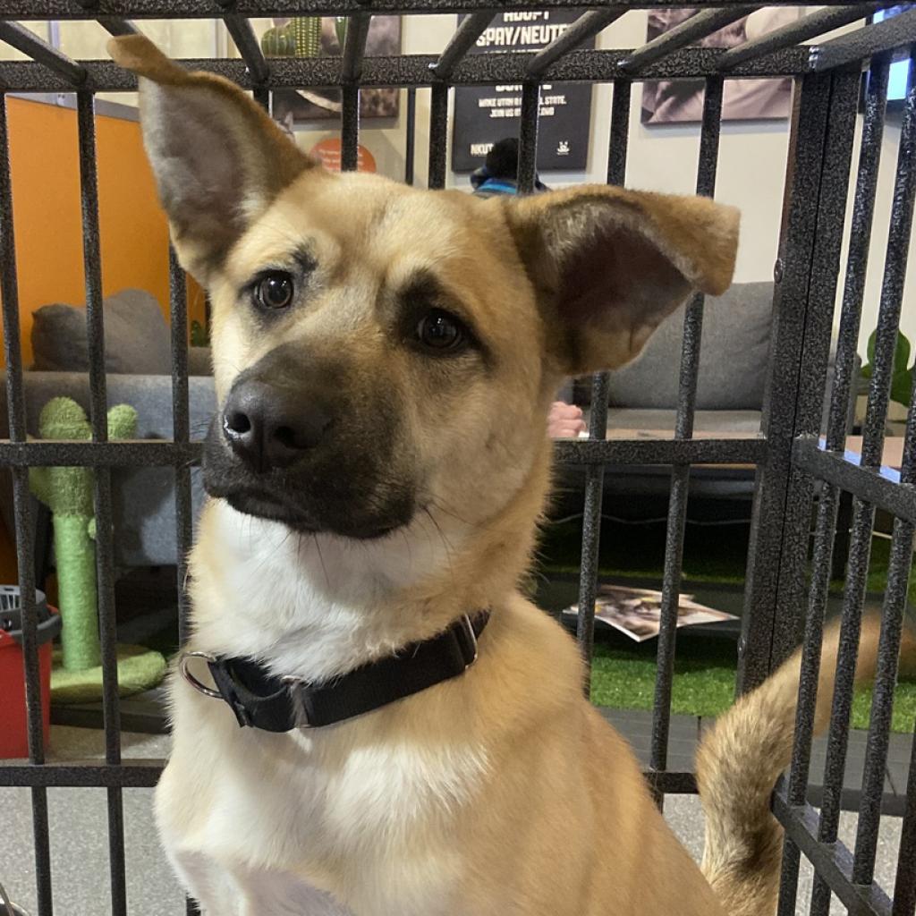 Scooby - Terrier / Shepherd / Mixed