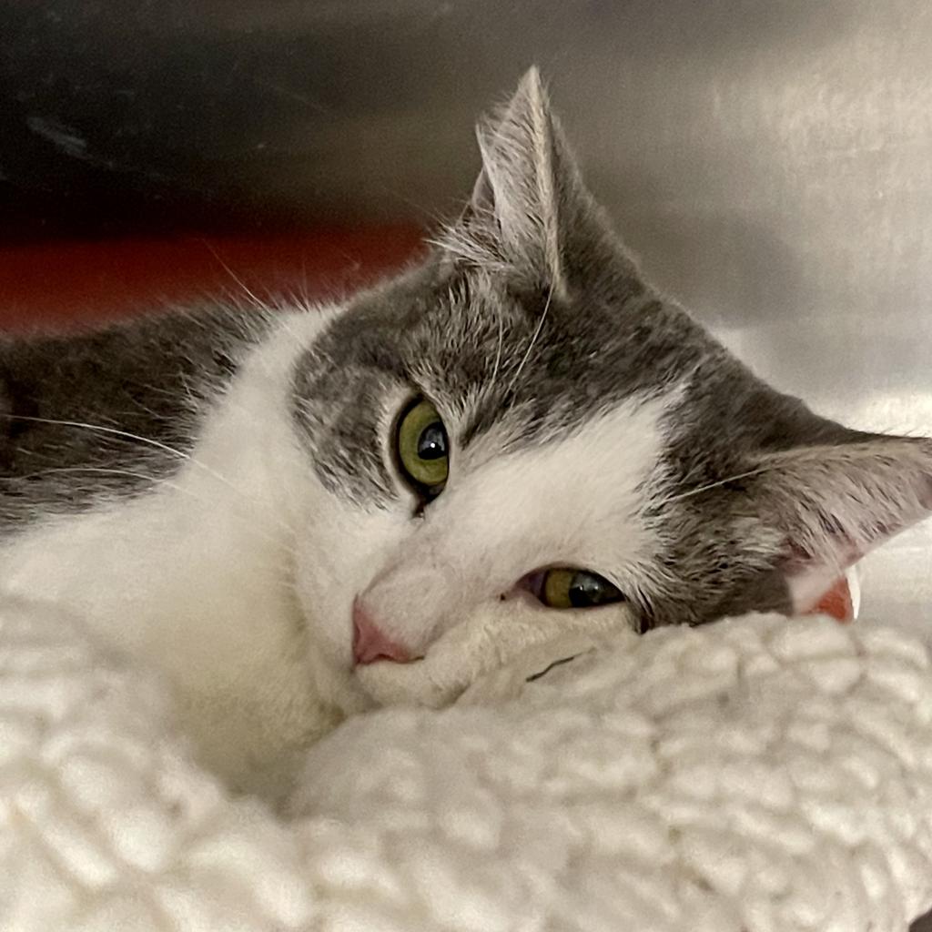Dunston - Domestic Short Hair