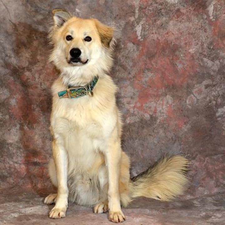 Dean Martin - Terrier / Husky / Mixed