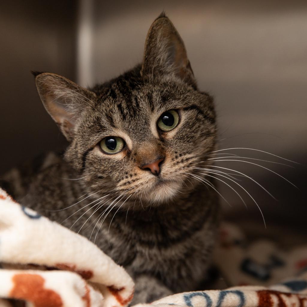 Adoptable Female Female