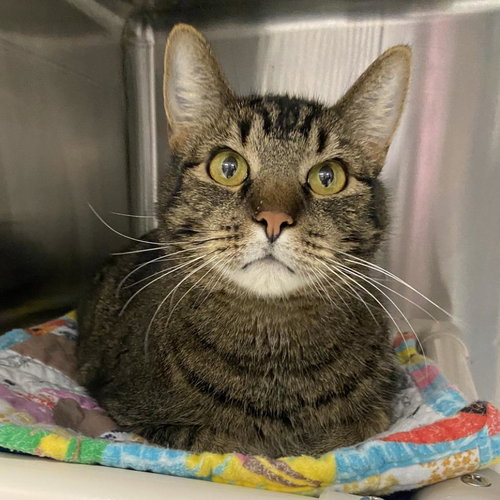Pinocchio, an adoptable Domestic Short Hair in Salt Lake City, UT