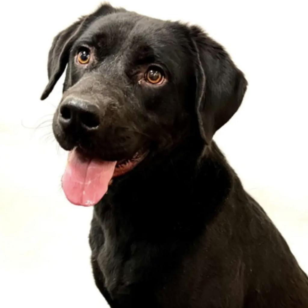 Dog for Adoption Danny Dorito, a Terrier in Elk Ridge, UT Alpha Paw