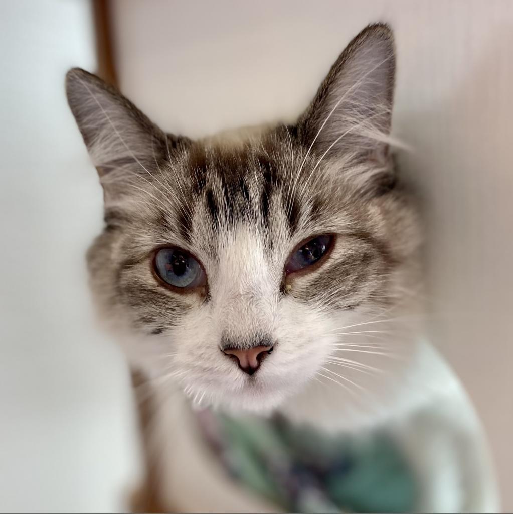 Cats for Adoption in Francis, Utah Alpha Paw