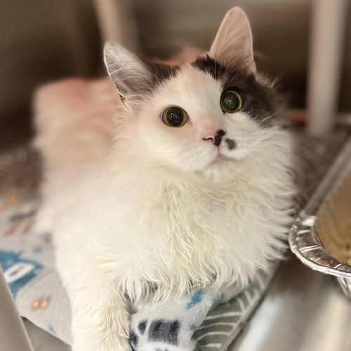 Georgie, Adult Domestic Long Hair, cat for adoption in Orem, Utah