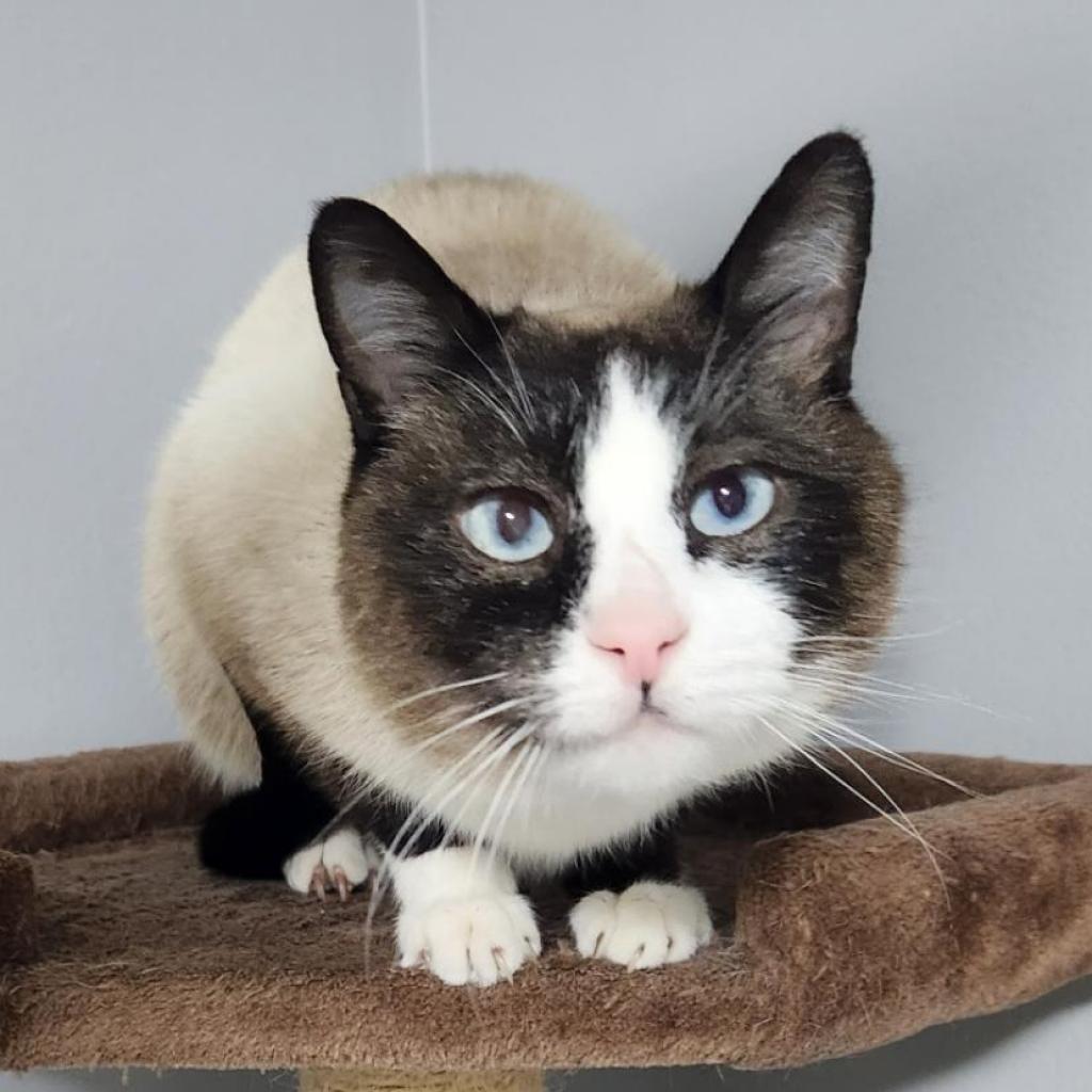 Adoptable Male Male