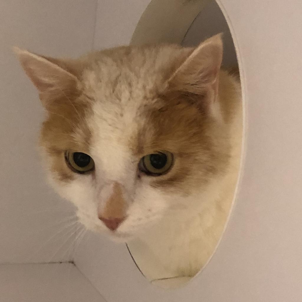 Cats for Adoption in Draper, Utah Alpha Paw