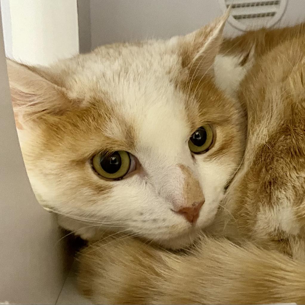Cats for Adoption in Draper, Utah Alpha Paw