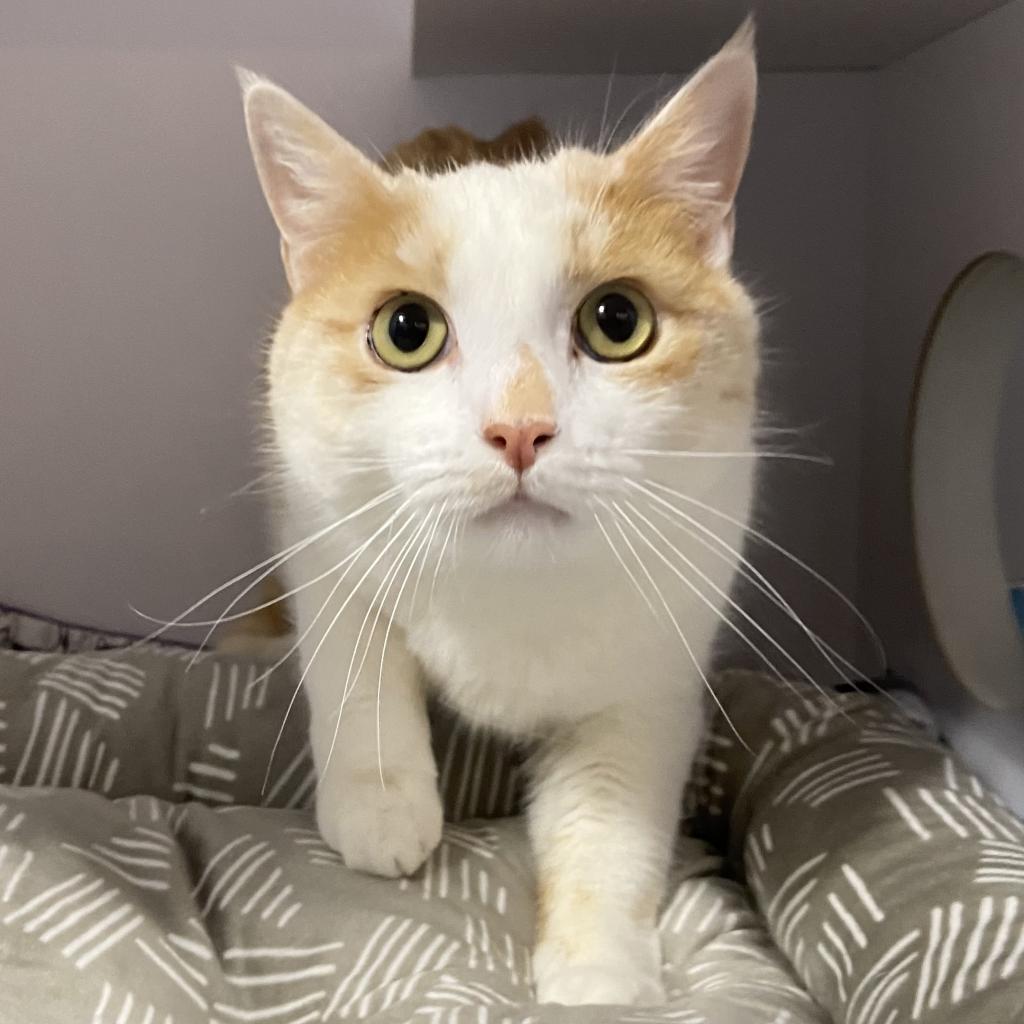Cats for Adoption in Spanish Fork, Utah Alpha Paw