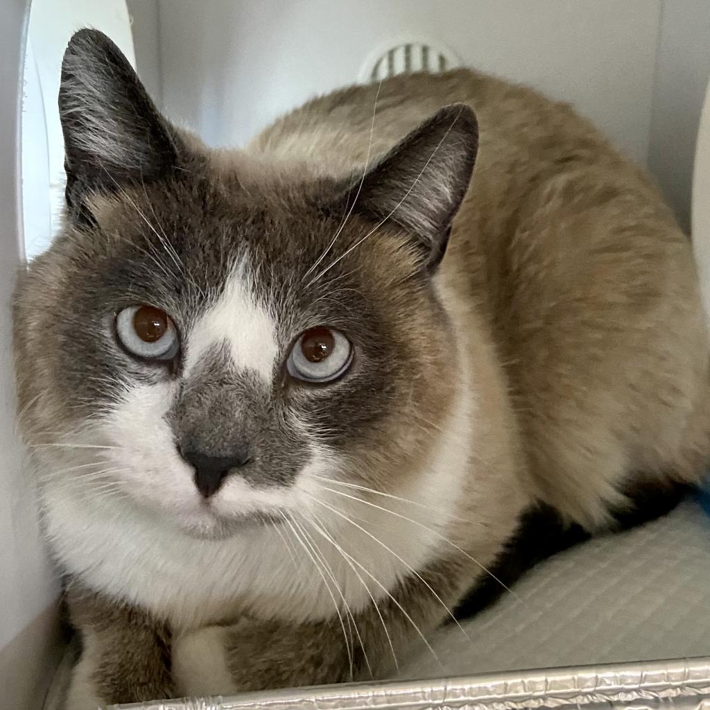 Cats for Adoption in Marriott Slaterville, Utah Alpha Paw