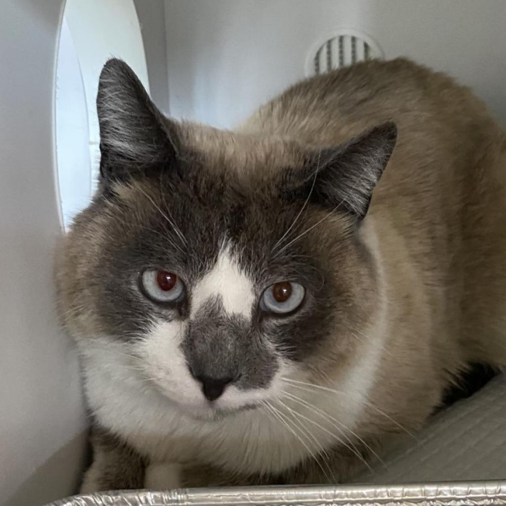 Cats for Adoption in Marriott Slaterville, Utah Alpha Paw