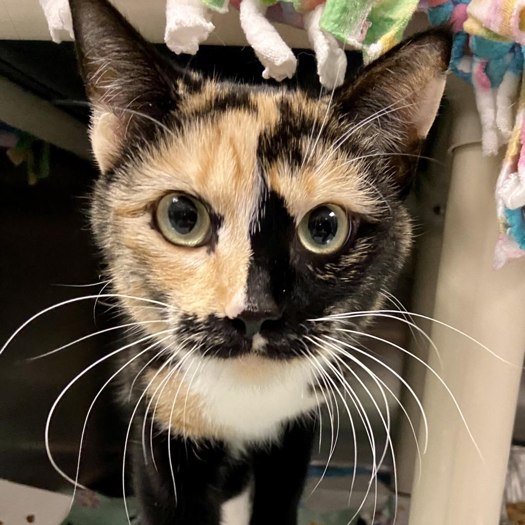 Cats for Adoption in Draper, Utah Alpha Paw