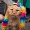 adoptable Cat in slc, UT named Gunther
