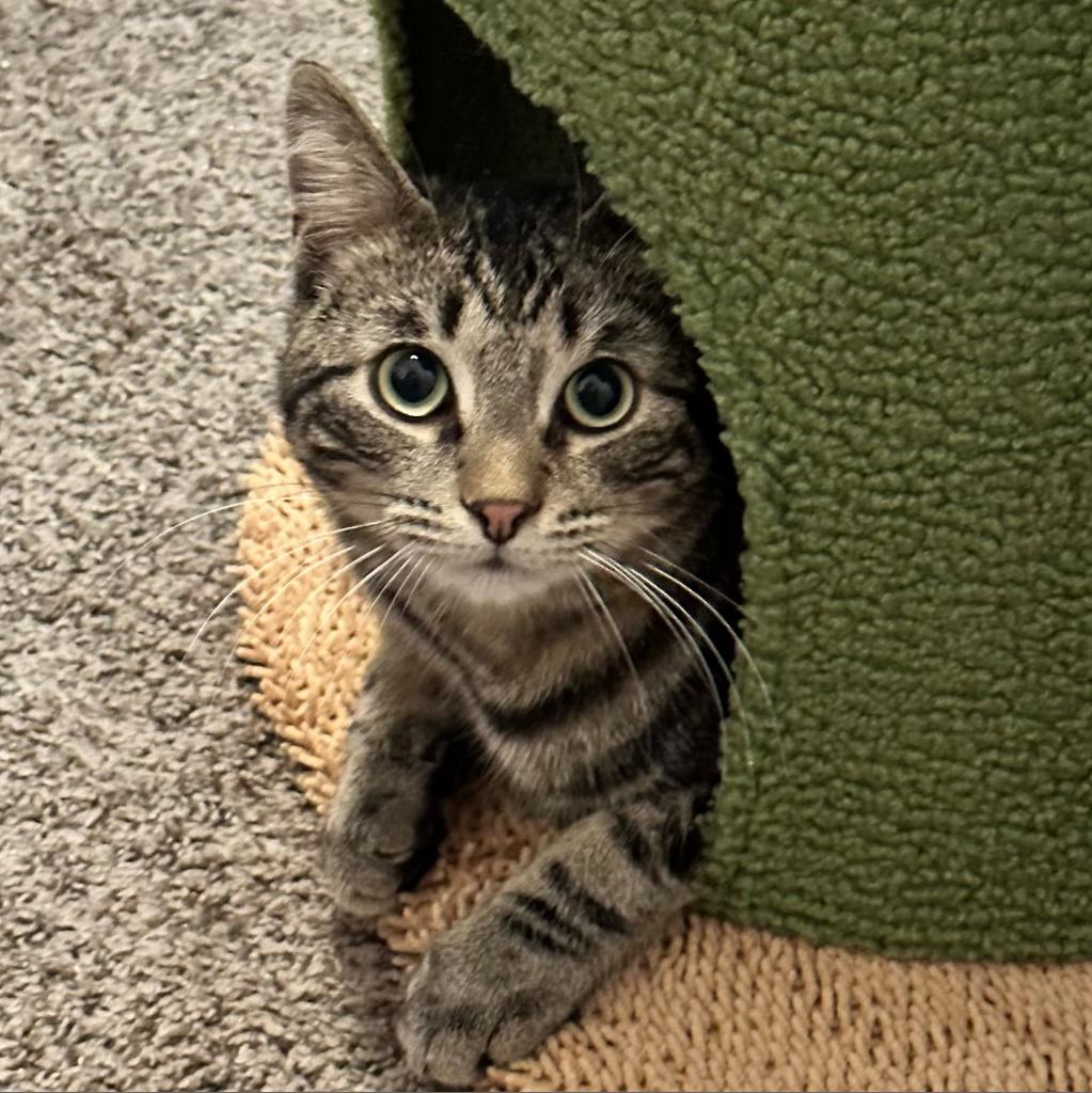 Adoptable Male Male