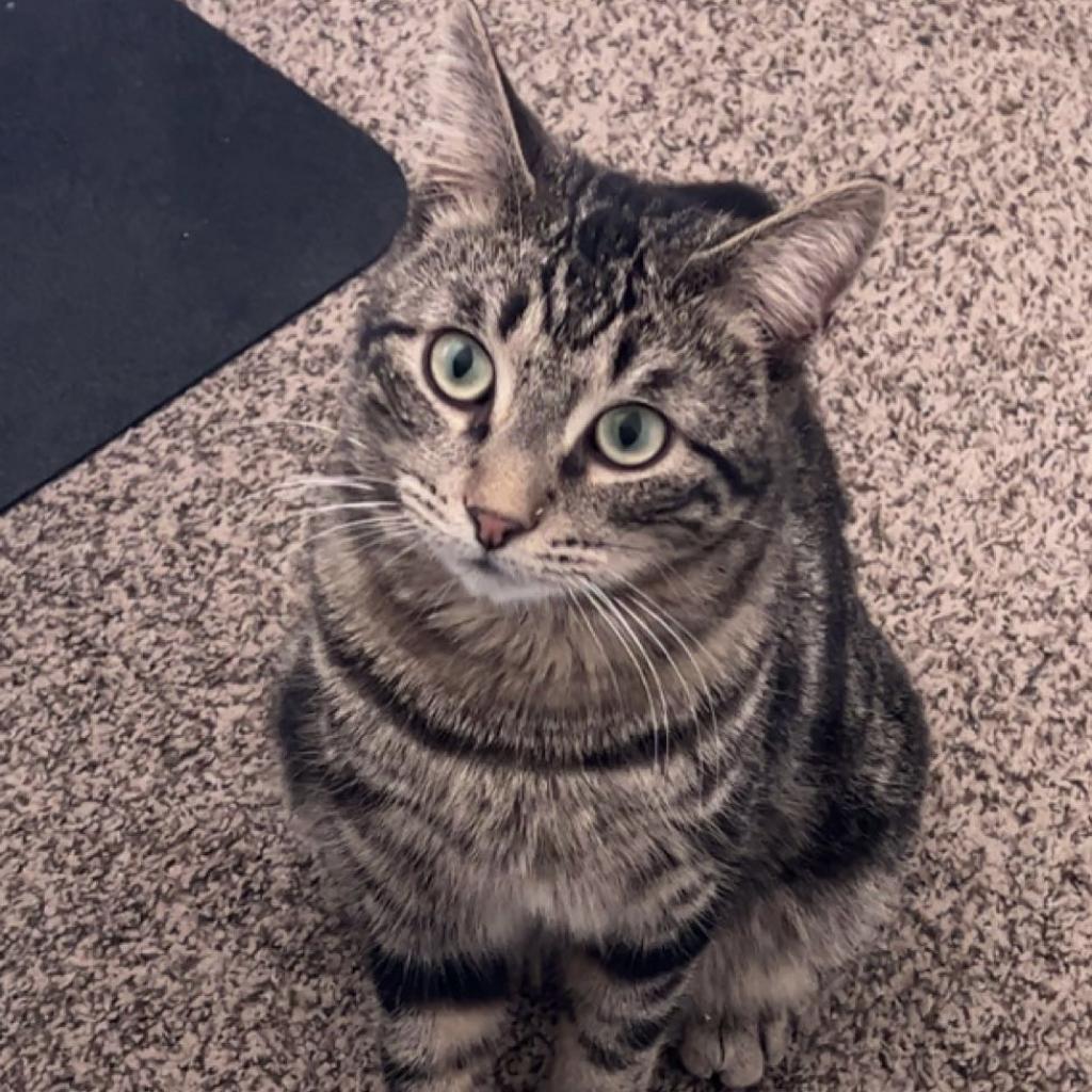 Adoptable Male Male