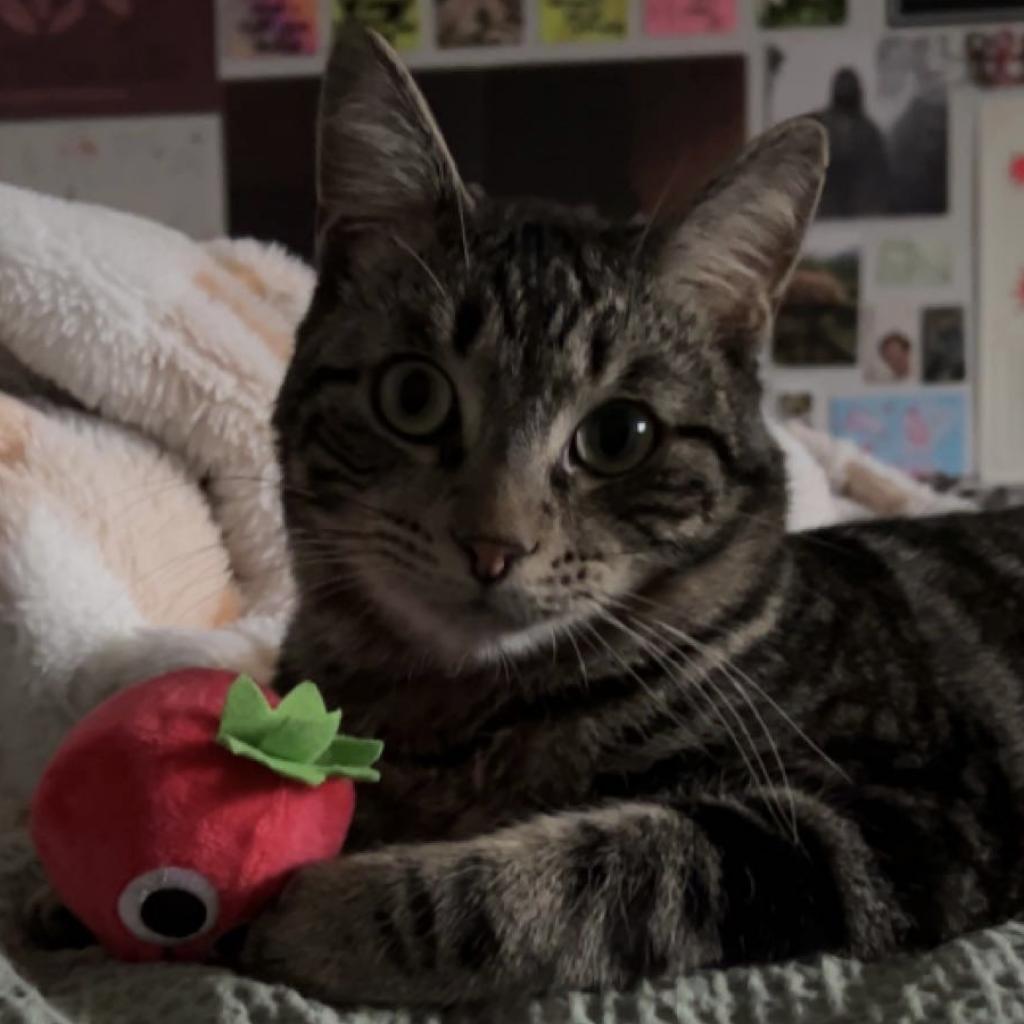 Adoptable Male Male