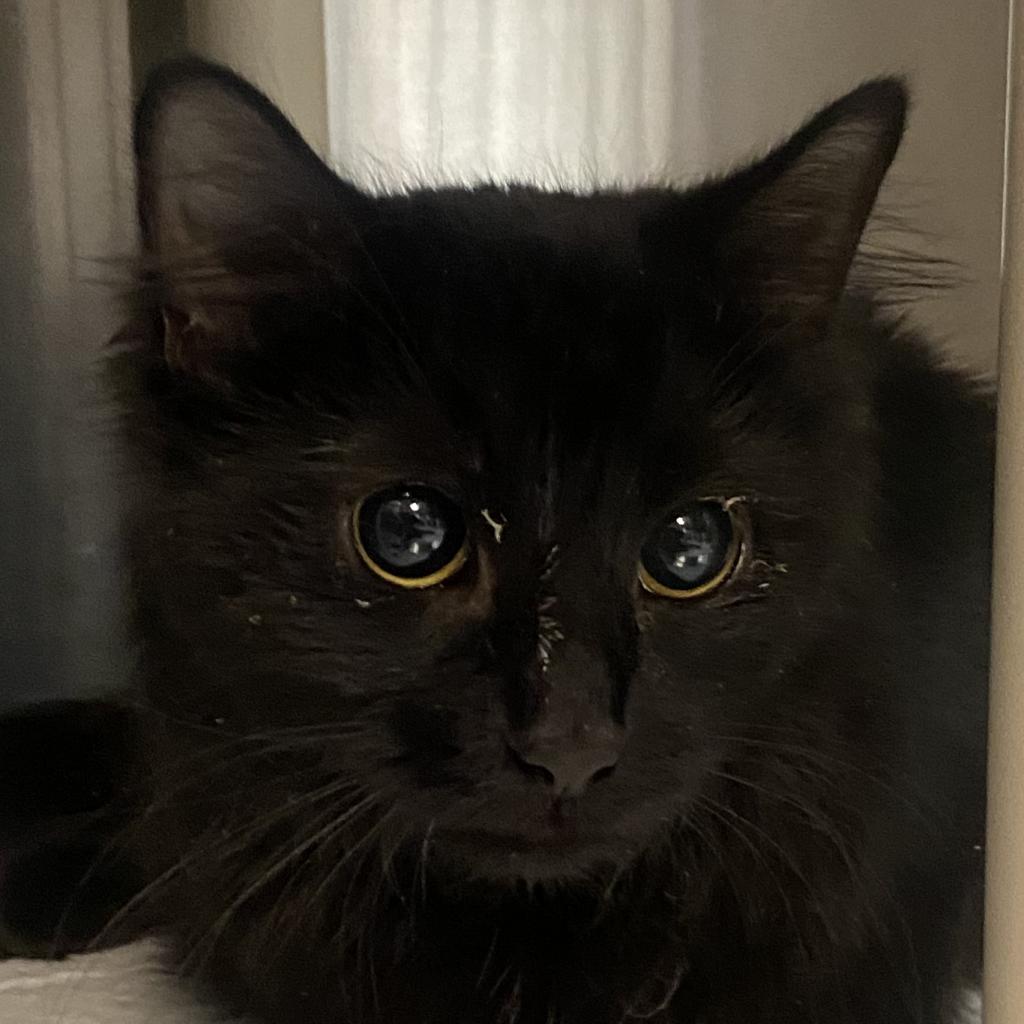 Cats for Adoption in Draper, Utah Alpha Paw
