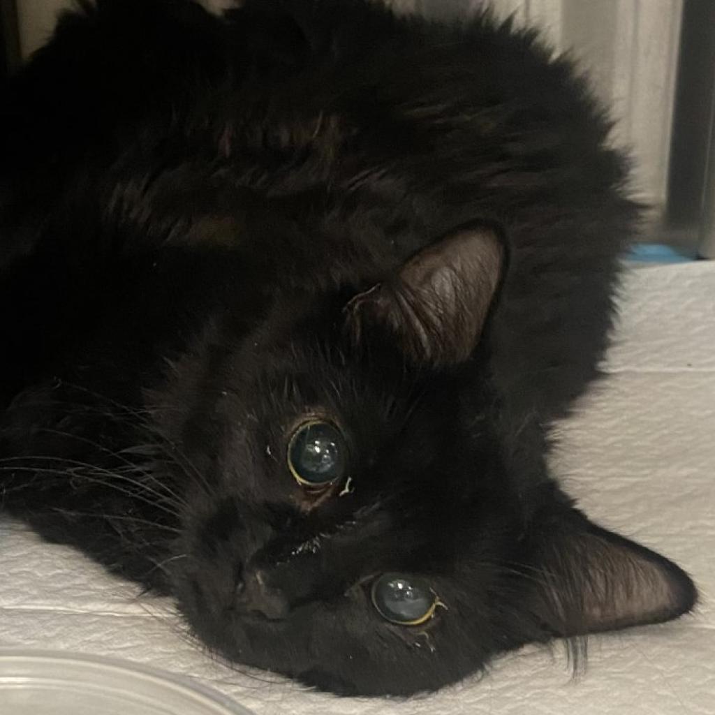 Cats for Adoption in Draper, Utah Alpha Paw
