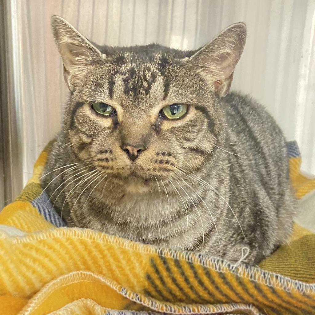 Adoptable Male Male
