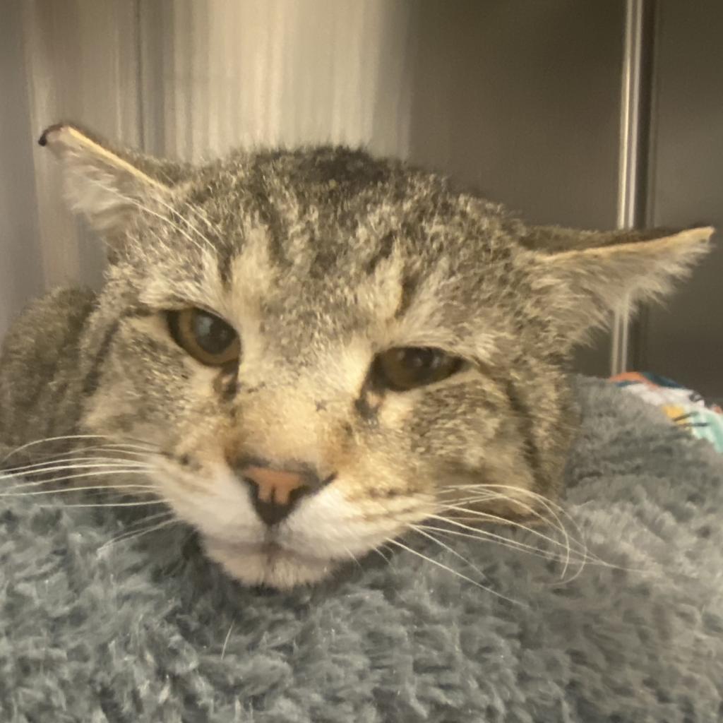 Adoptable Male Male