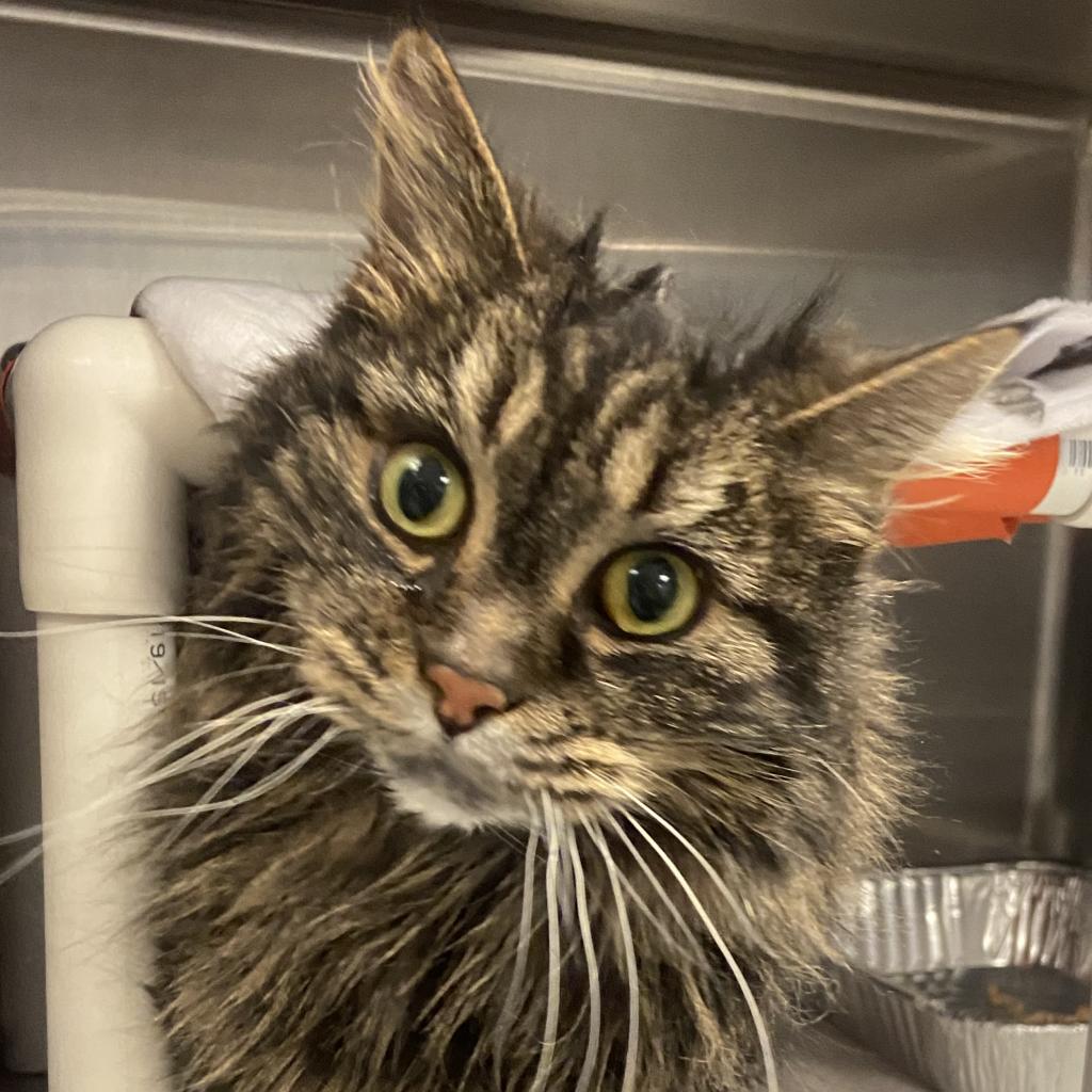 Adoptable Female Female