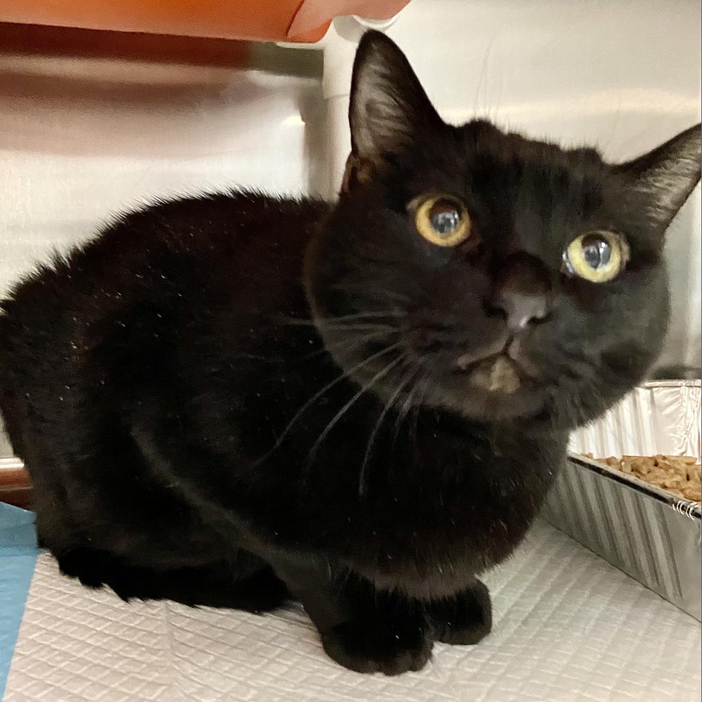 Adoptable Female Female