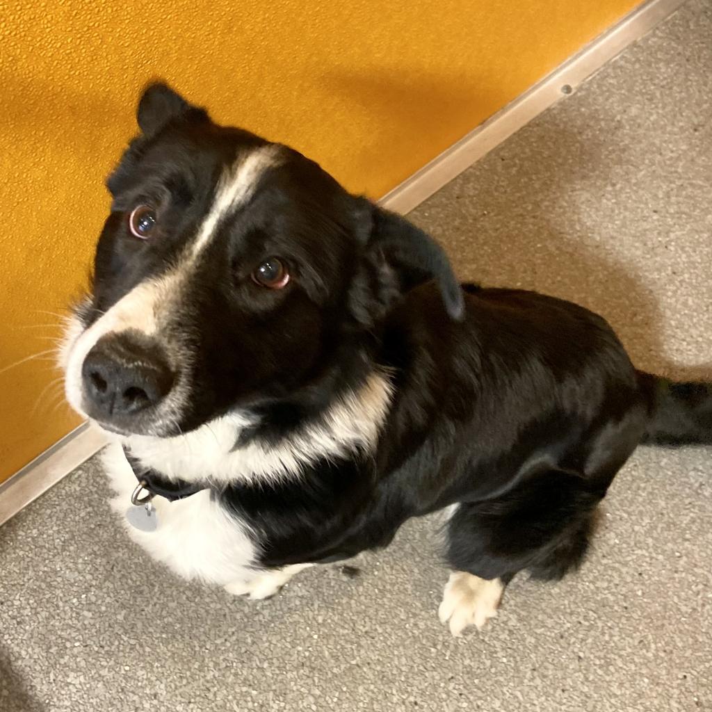 Adoptable Male Male