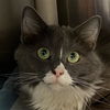 adoptable Cat in  named Pepper Pots