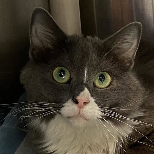 Pepper Pots, Adult Domestic Medium Hair, cat for adoption in Orem, Utah