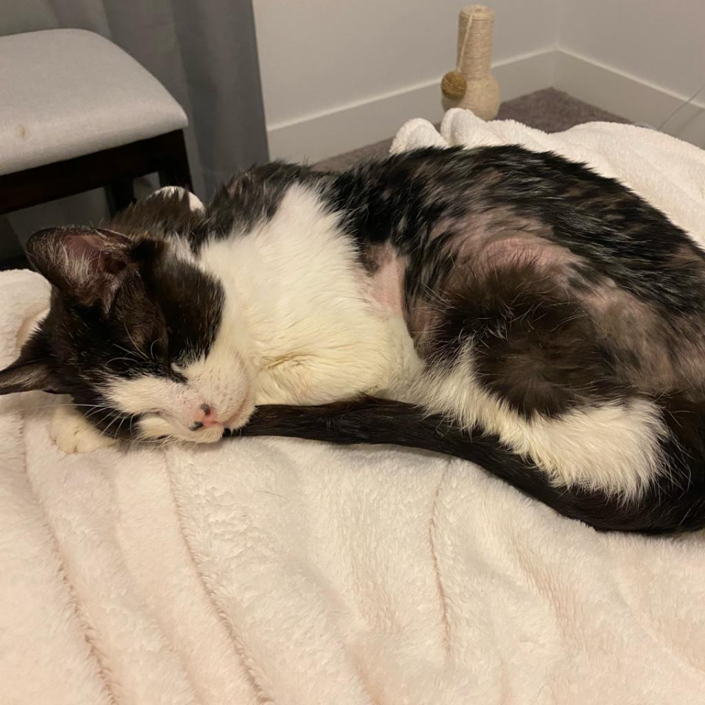Adoptable Male Male