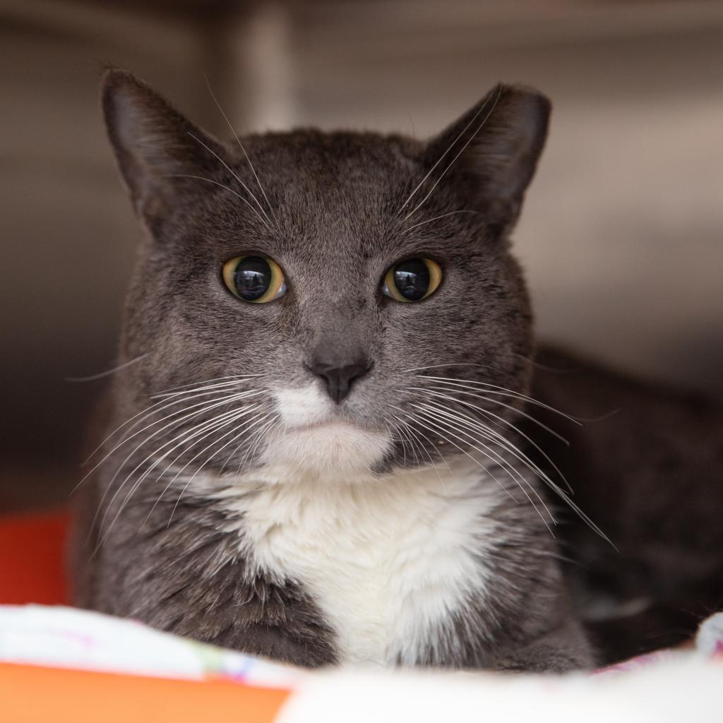 Adoptable Male Male