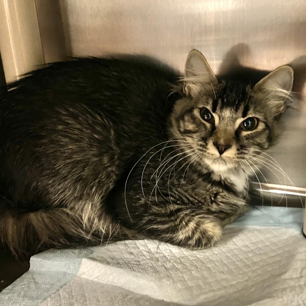 Cats for Adoption in Riverton, Utah Alpha Paw