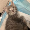 adoptable Cat in slc, UT named Daisy Buchanan
