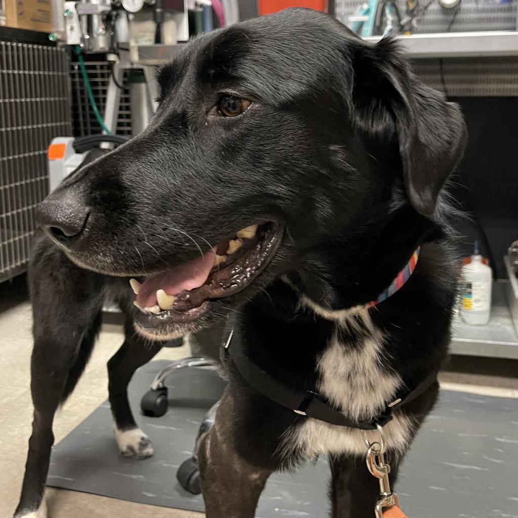 Adoptable Female Female