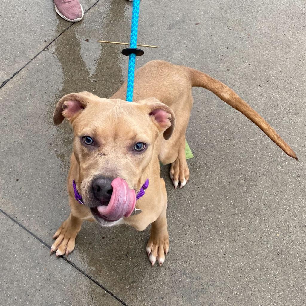 Toupee - Terrier / American Pit Bull Terrier / Mixed