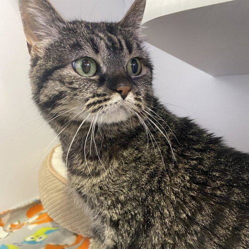 Judy, Adult Domestic Short Hair, cat for adoption in Orem, Utah