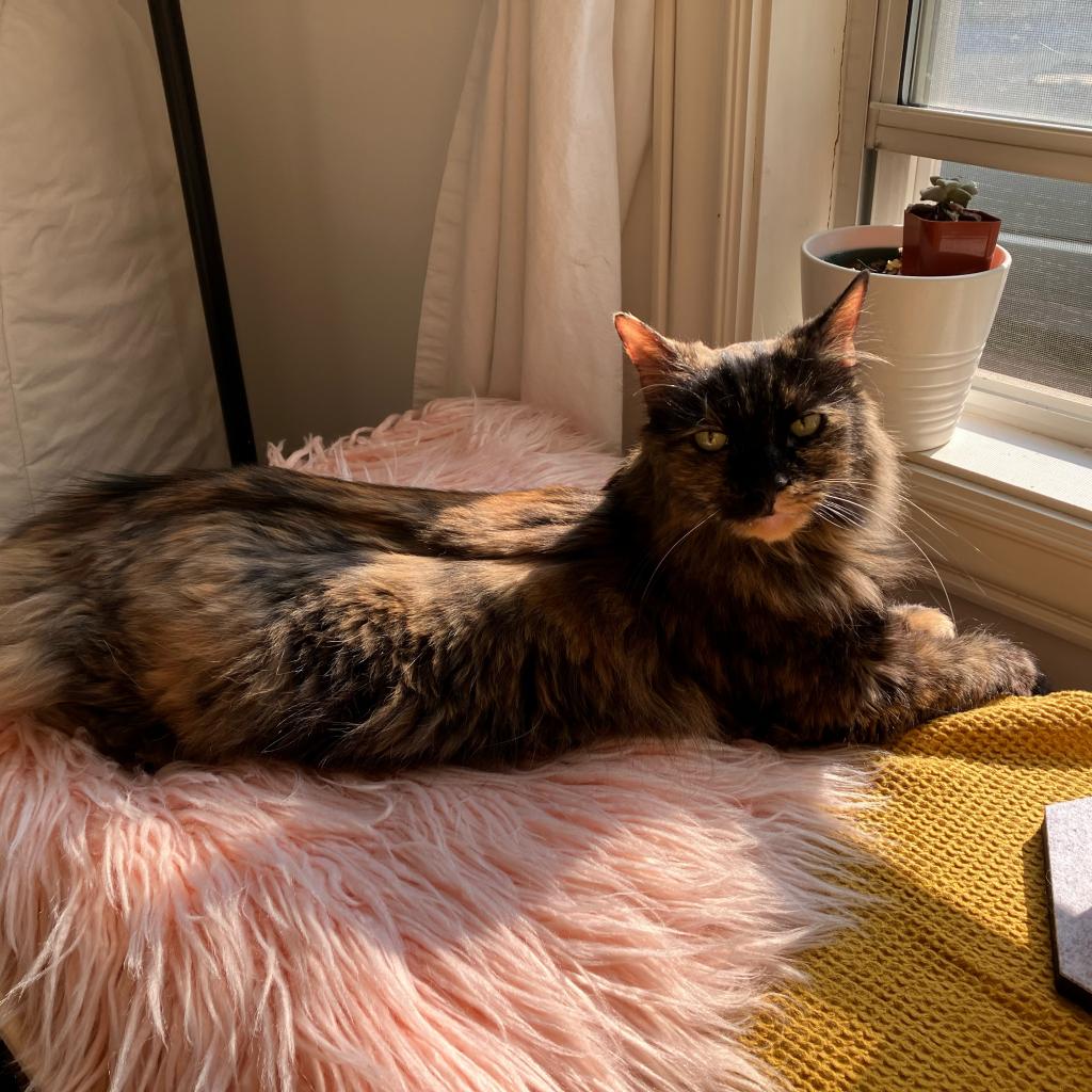 Adoptable Female Female