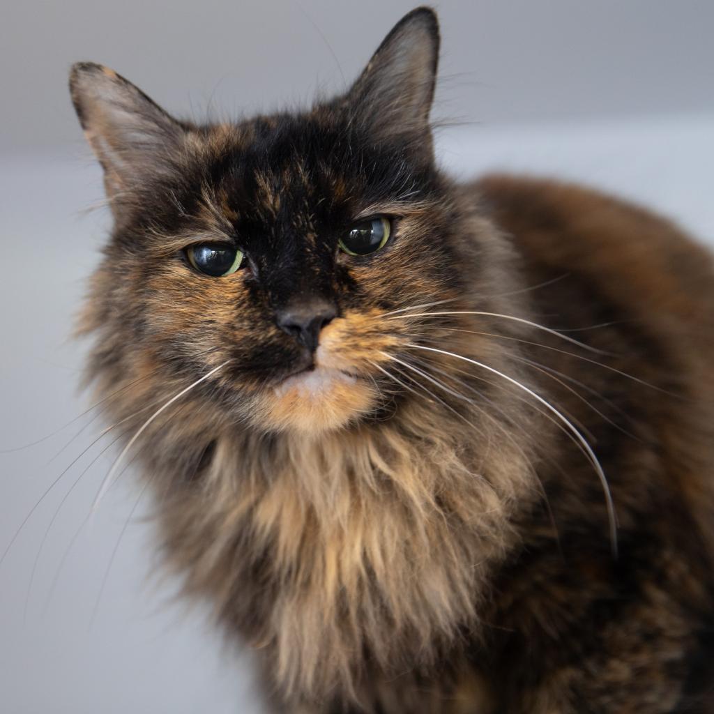 Adoptable Female Female